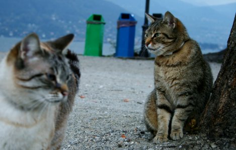 Cat Mammal Small To Medium Sized Cats Fauna photo