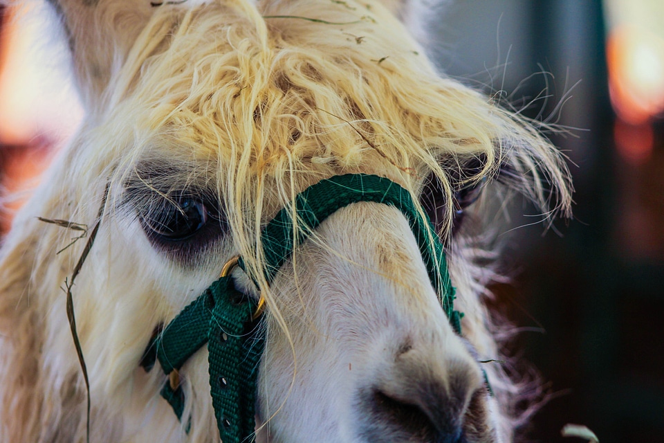 Pack animal llama glama