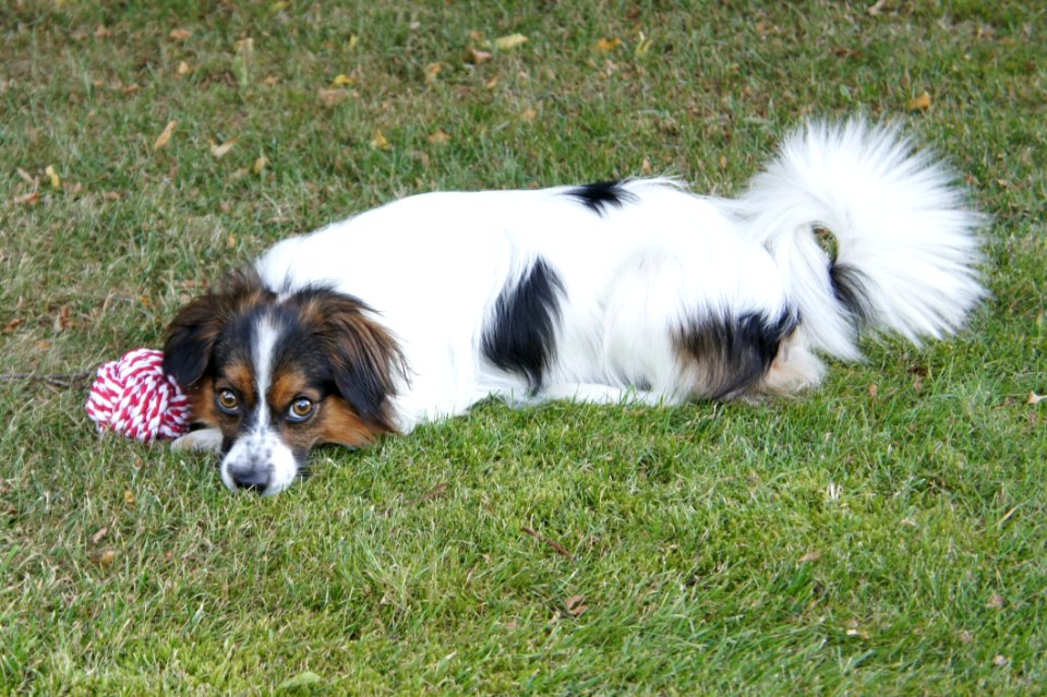 Dog Dog Breed Dog Breed Group Dog Like Mammal