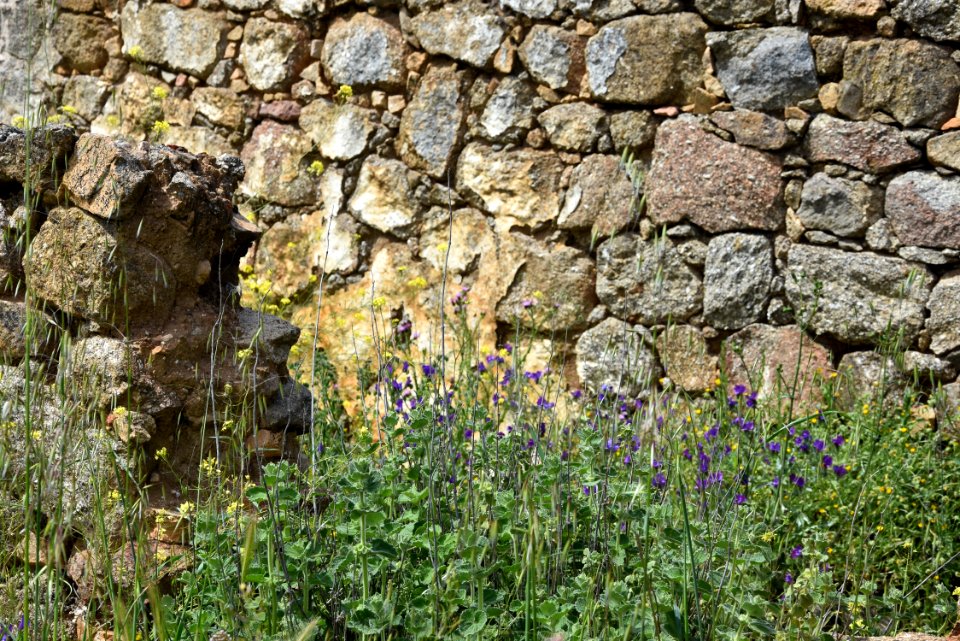 Flower Plant Stone Wall Wall