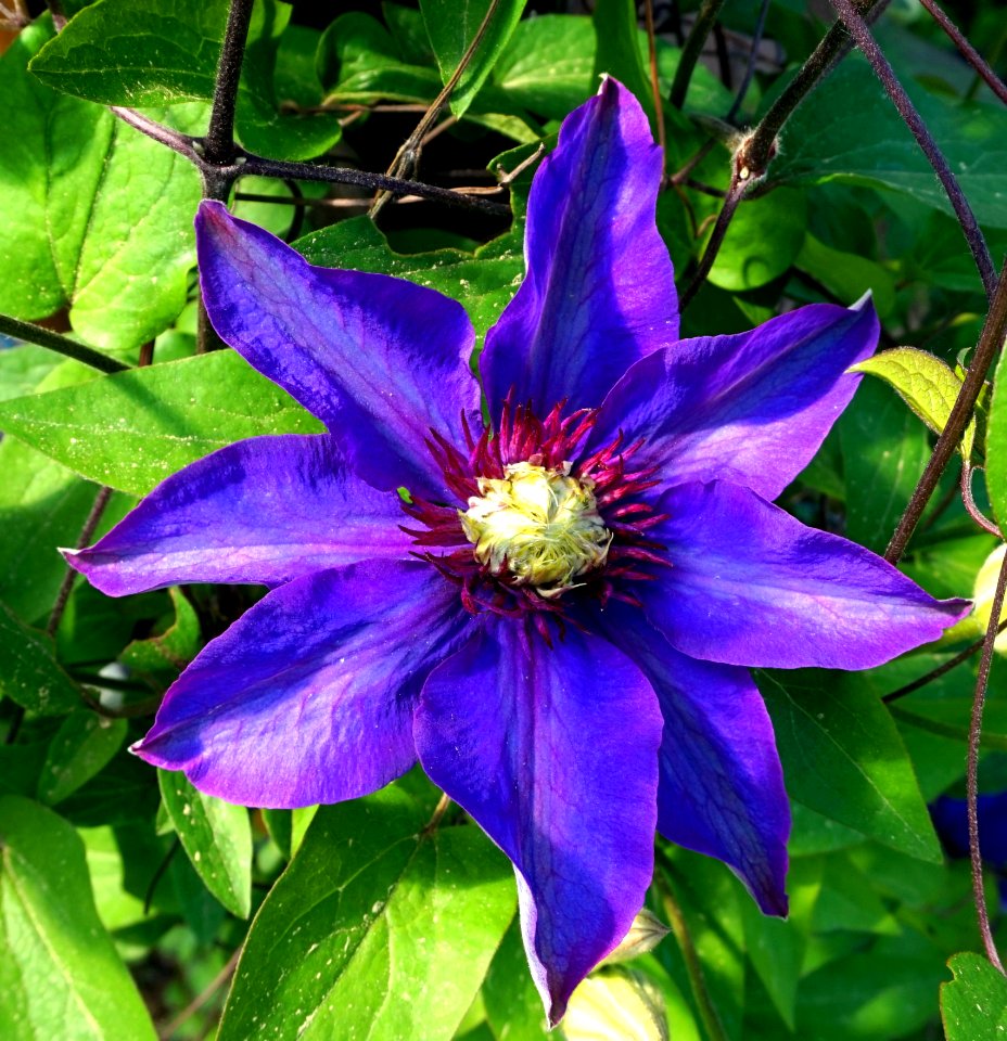 Flower Plant Blue Flora