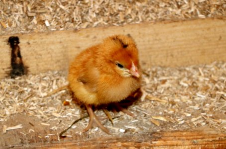 Fauna Bird Beak Chicken photo