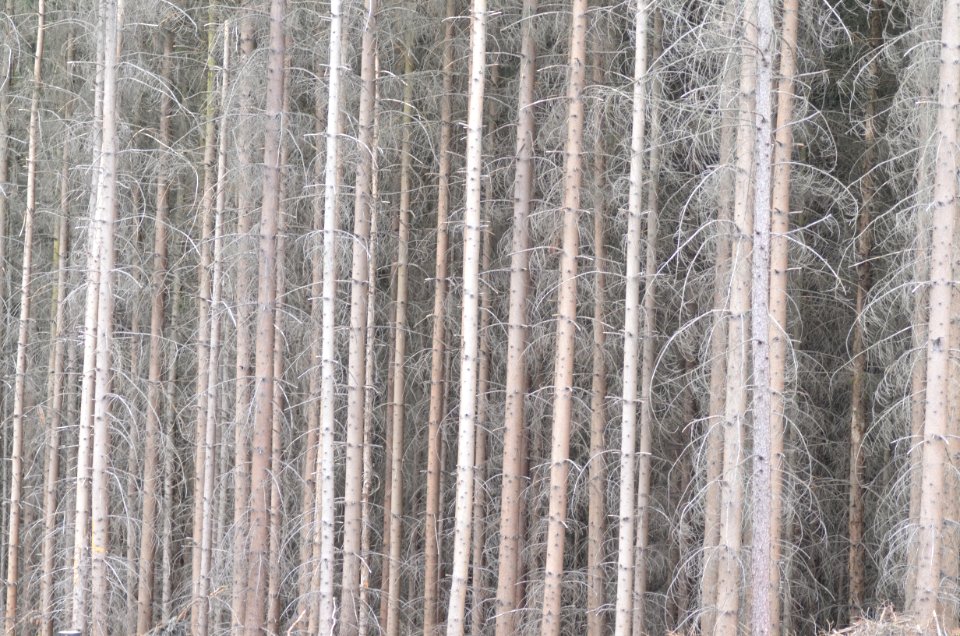 Tree Forest Wood Spruce Fir Forest
