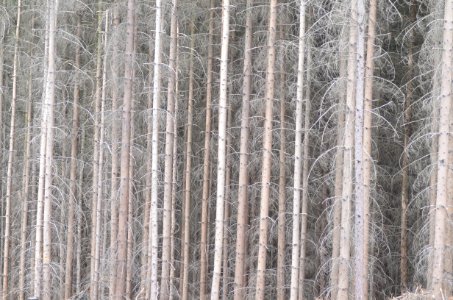 Tree Forest Wood Spruce Fir Forest