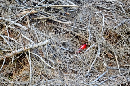 Branch Soil Twig Grass photo