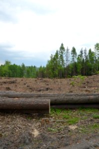 Tree Sky Soil Forest photo