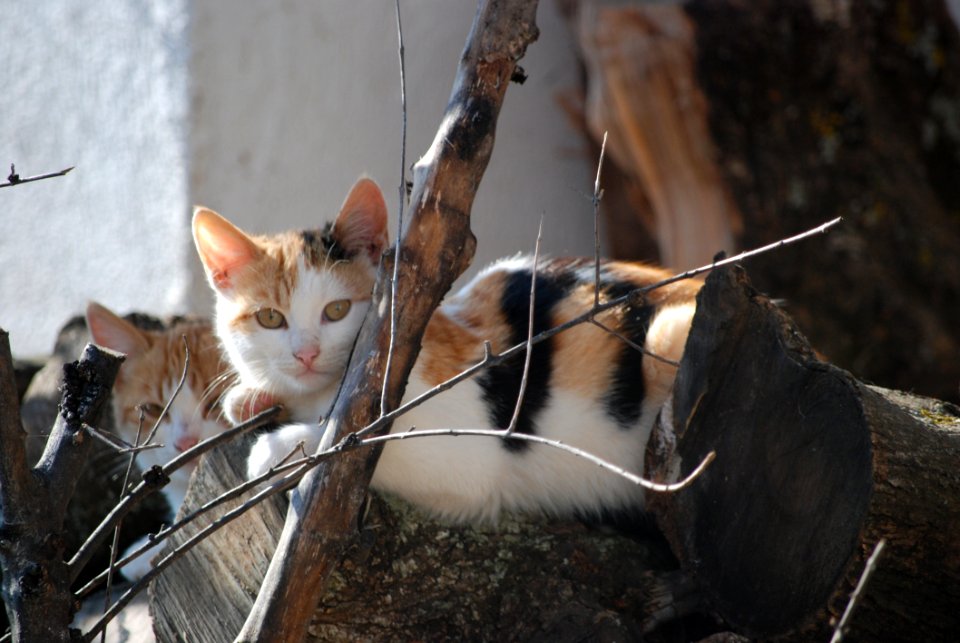 Cat Small To Medium Sized Cats Fauna Cat Like Mammal