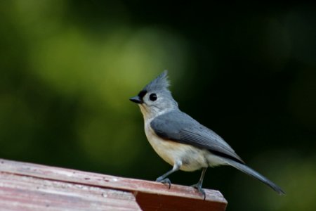 Bird Fauna Beak Old World Flycatcher