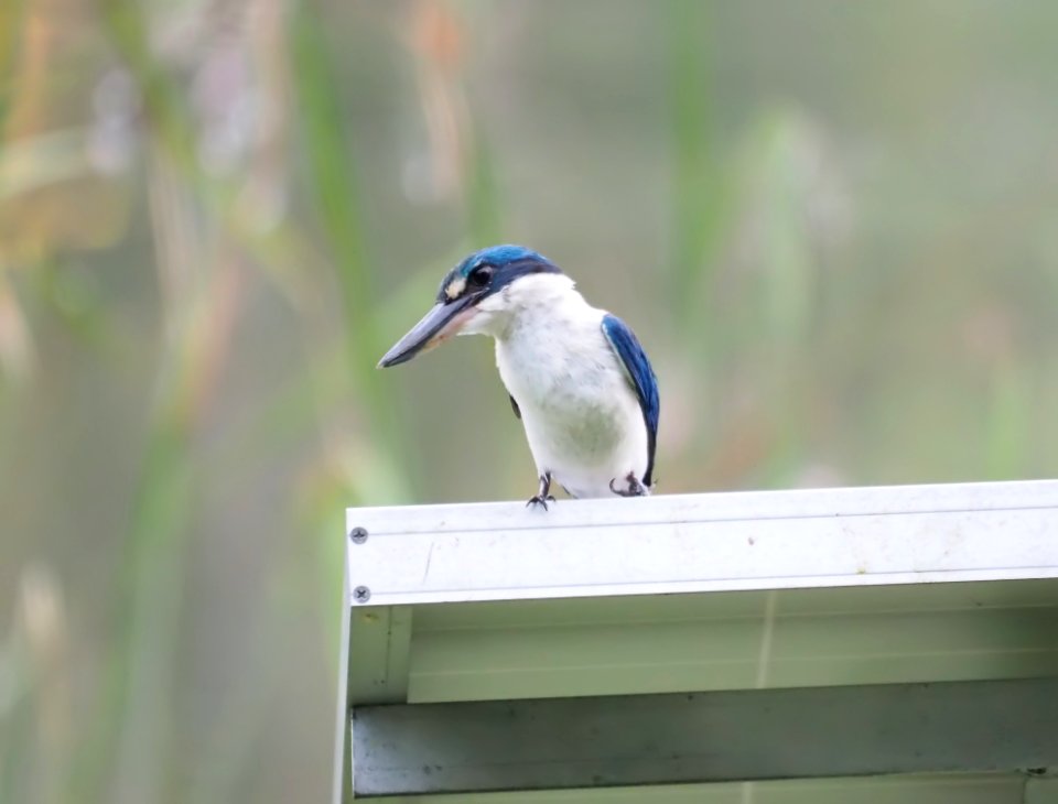 Bird Fauna Beak Jay