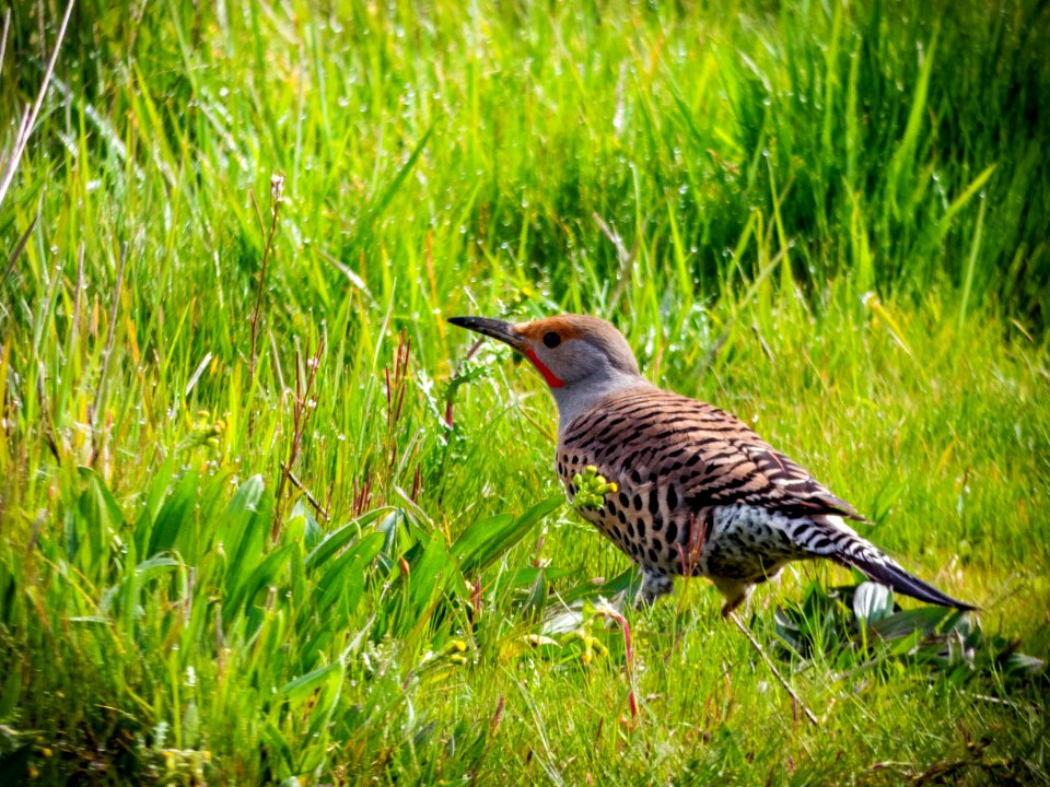 Bird Ecosystem Fauna Grassland