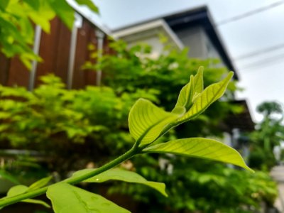 Plant Leaf Vegetation Tree