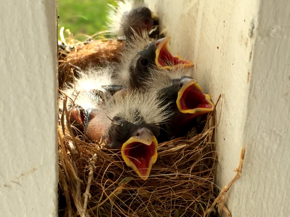 Fauna Bird Nest Beak Nest
