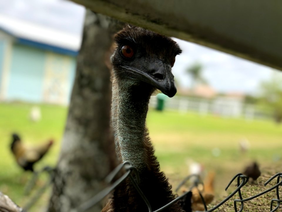 Ostrich Emu Ratite Bird