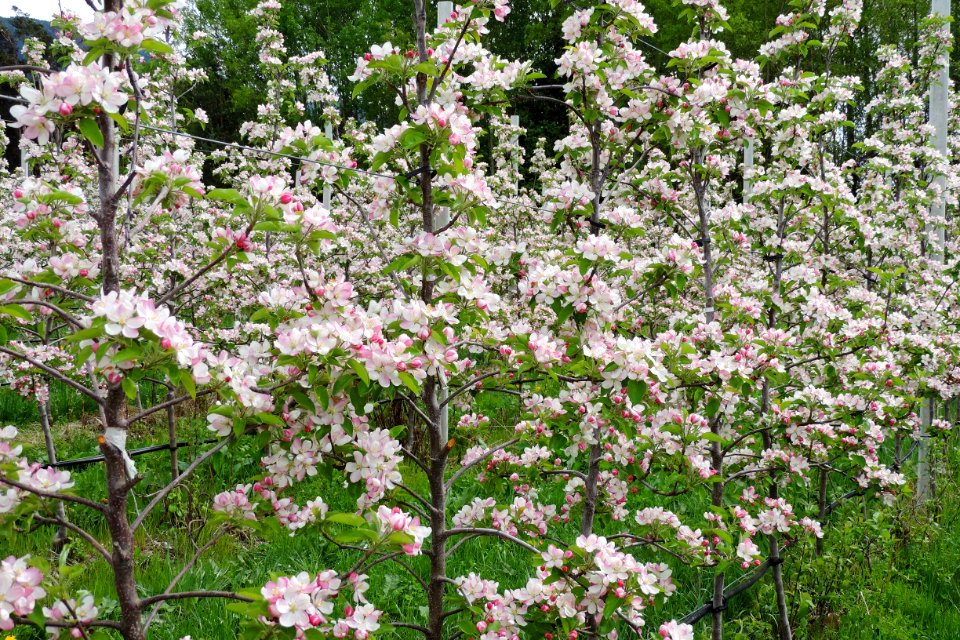 Plant Flower Spring Flowering Plant