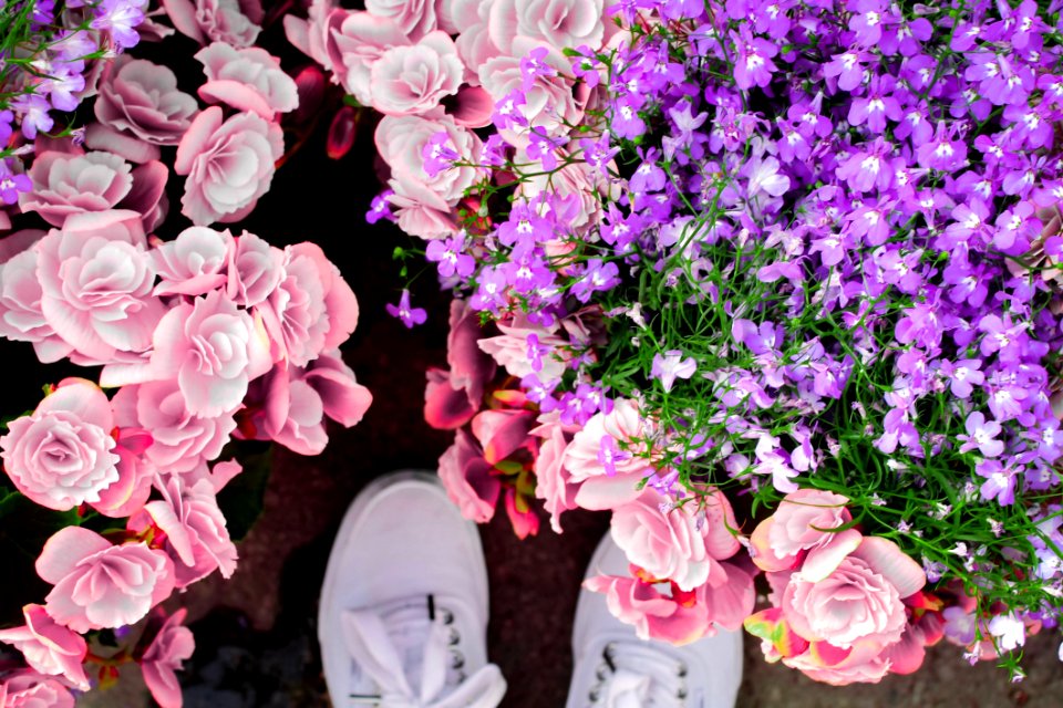 Beautiful Flowers Bloom