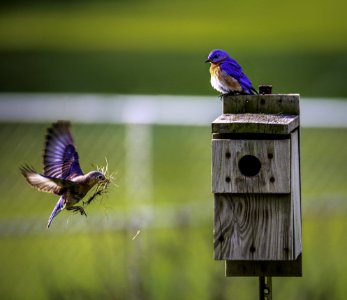 Animals Avian Beaks photo