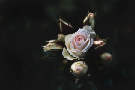Beautiful Bloom Blooming
