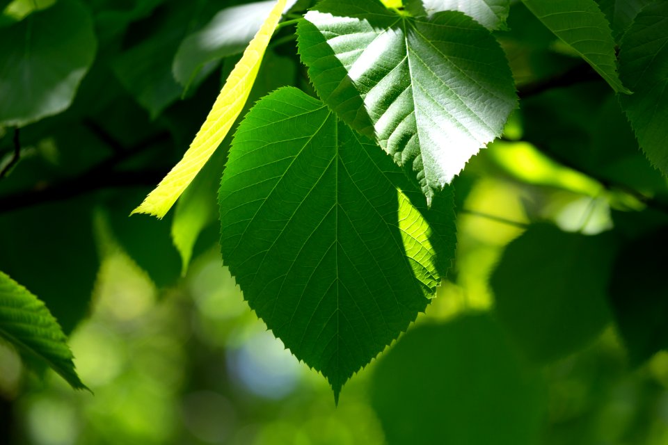 Branch Bright Close-up