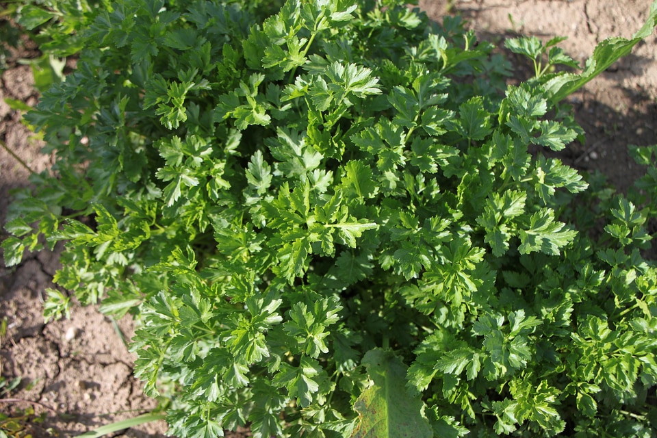 Plants food healthy