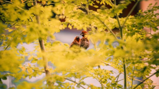 Beautiful Birds Bright