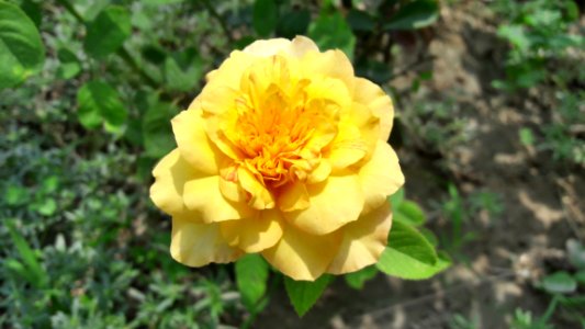 Flower Yellow Rose Family Rose