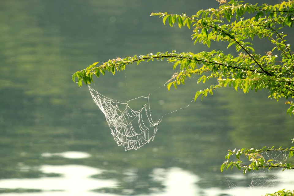 Water Vegetation Leaf Tree