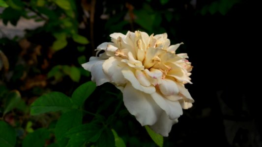 Flower Rose Family Rose White