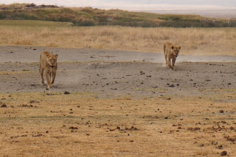 Wildlife Ecosystem Grassland Savanna