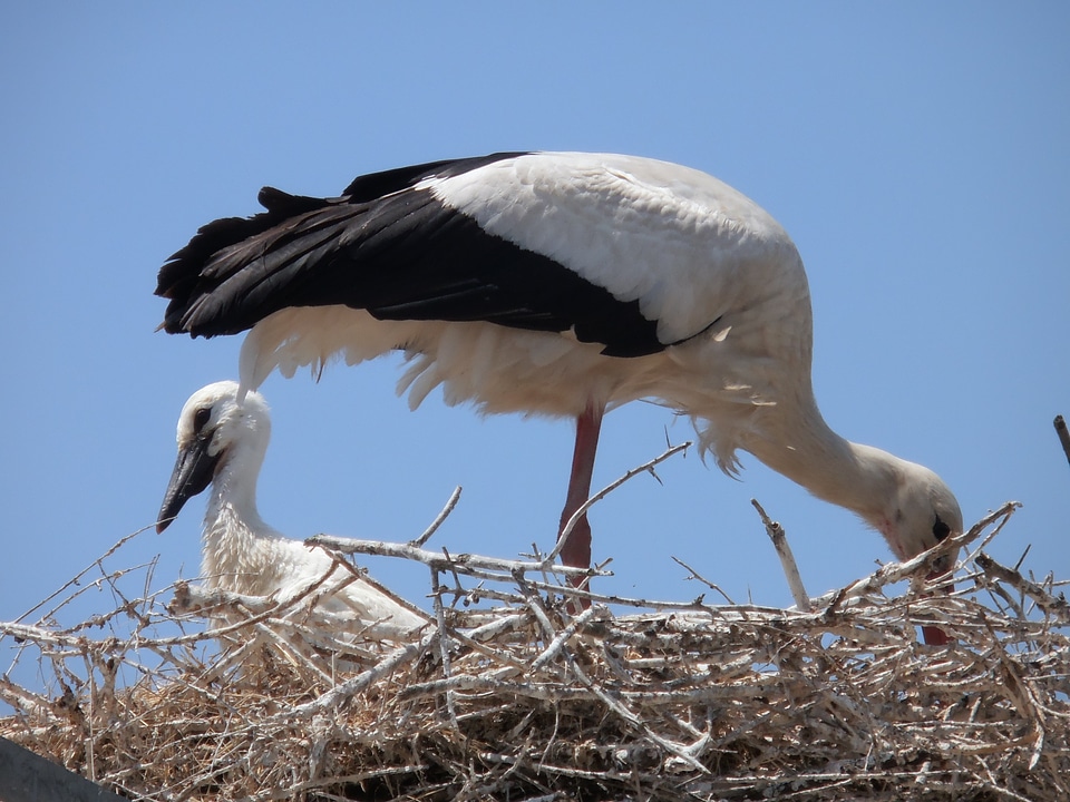 Storks animals camargue