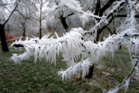 Frost Freezing Branch Winter photo