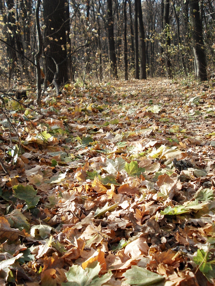 Autumn leaves trees nature