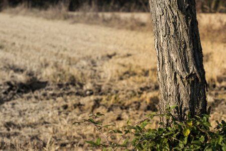 Tree Grass Woody Plant Wildlife