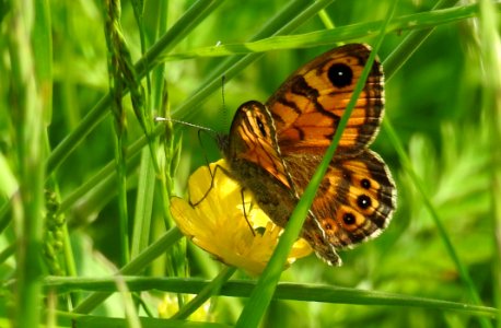 Butterfly Insect Moths And Butterflies Brush Footed Butterfly