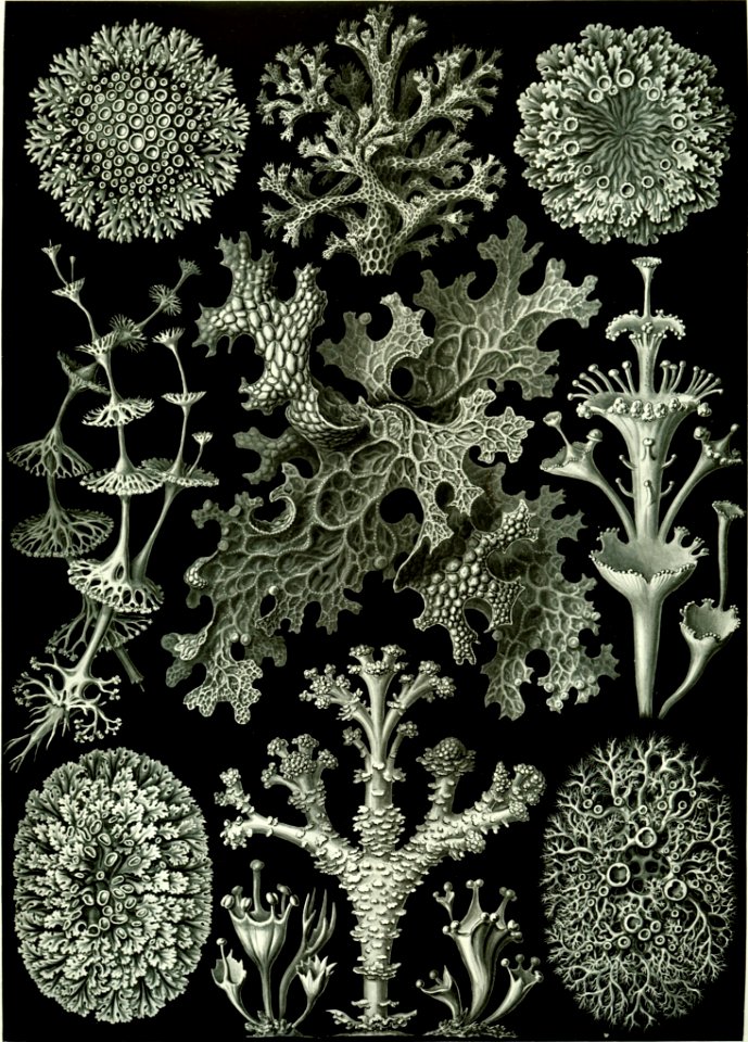 Black And White Flora Monochrome Photography Pattern