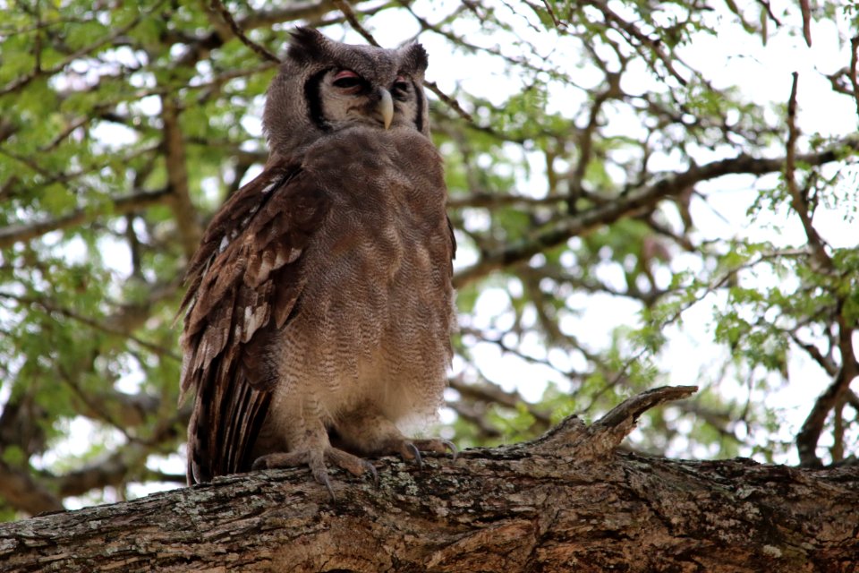 Owl Bird Bird Of Prey Fauna