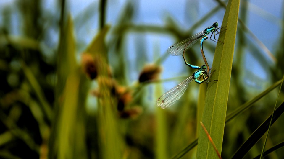 Insect Water Macro Photography Close Up photo