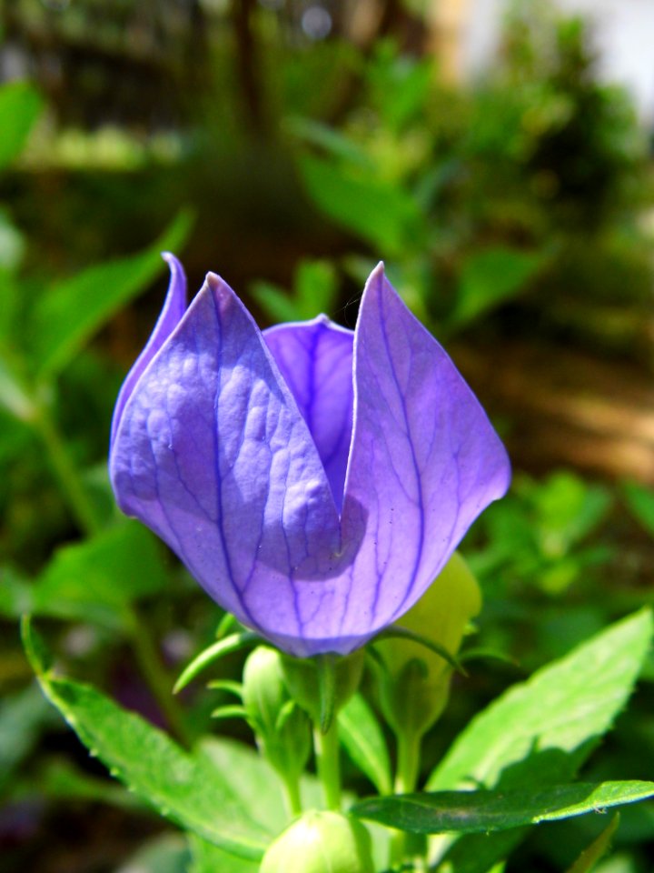 Flower Plant Flora Bellflower Family