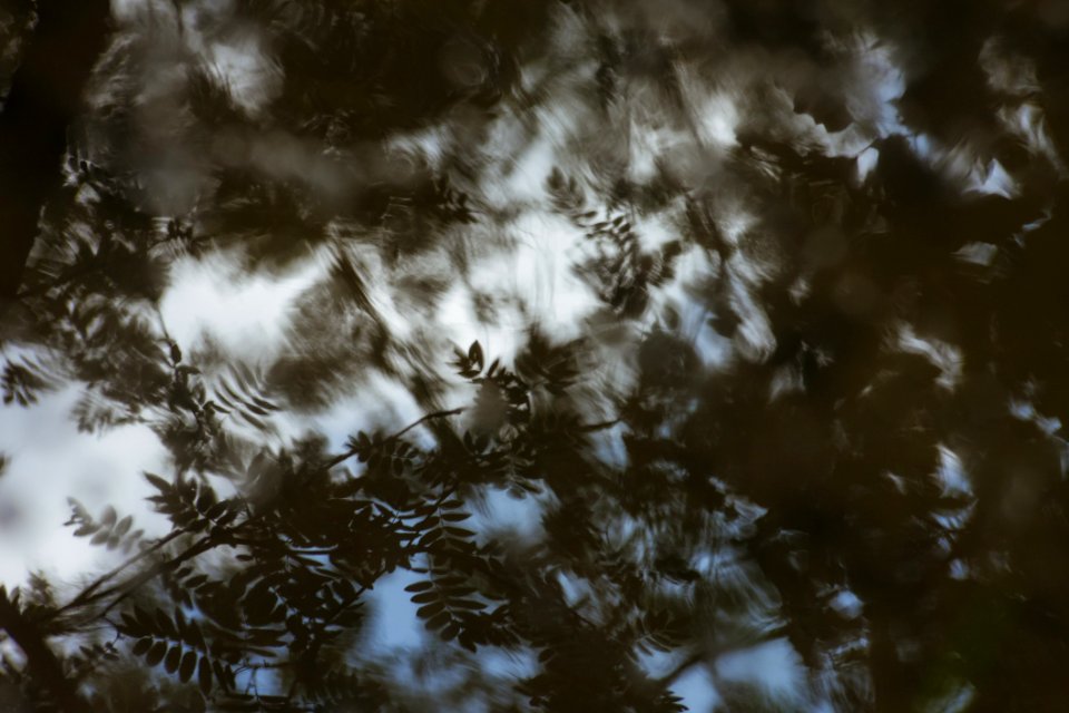 Sky Cloud Tree Atmosphere