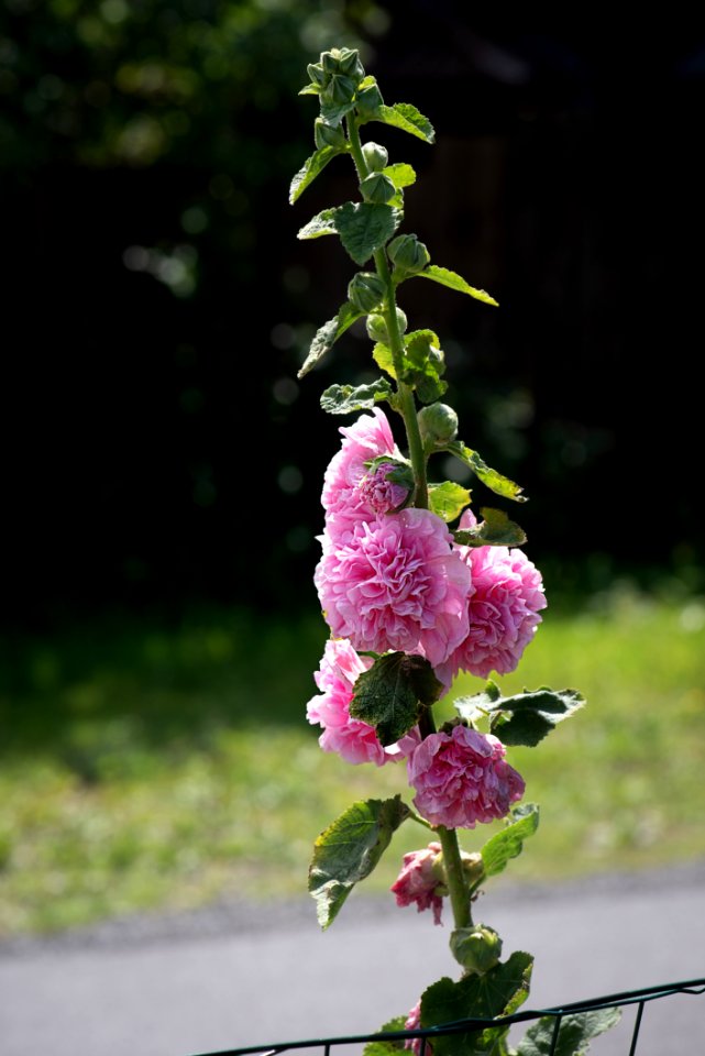 Flower Plant Flowering Plant Hollyhocks