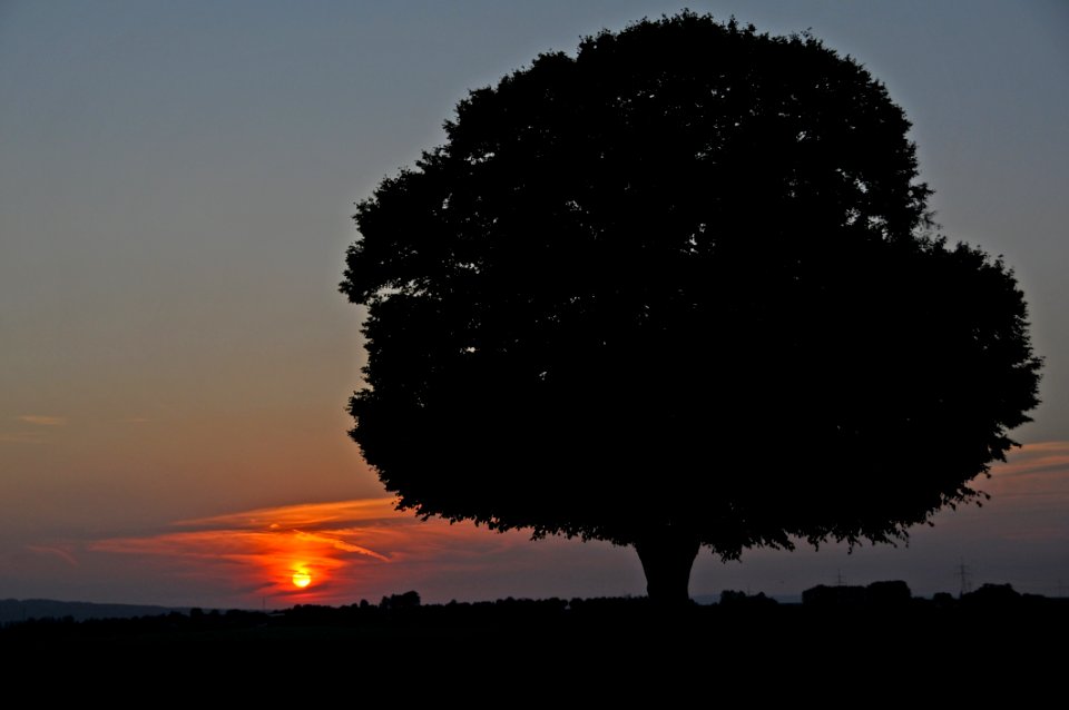 Sky Tree Woody Plant Dawn