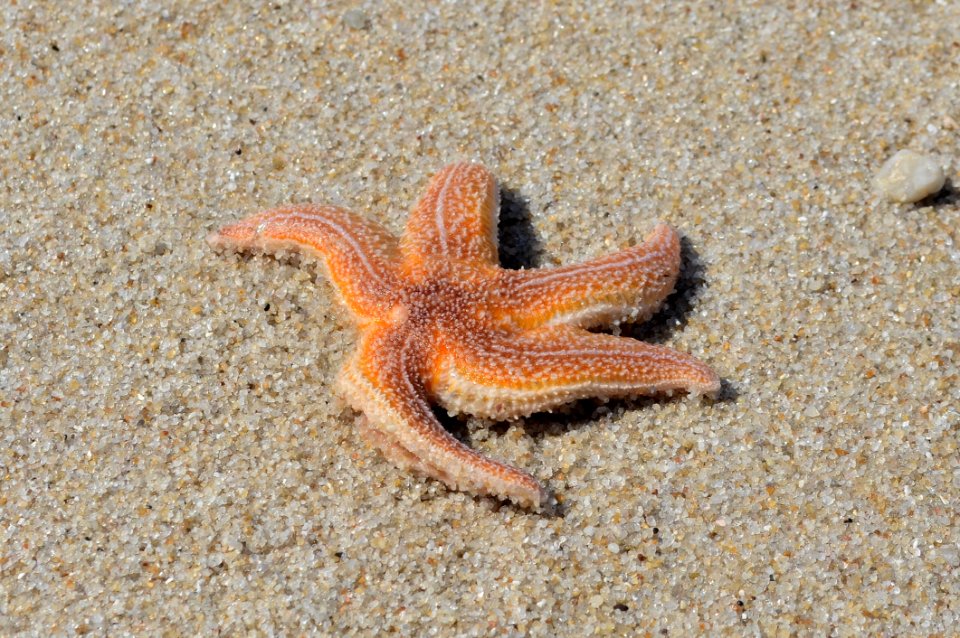 Starfish Marine Invertebrates Invertebrate Echinoderm