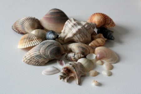 Cockle Clam Seashell Clams Oysters Mussels And Scallops