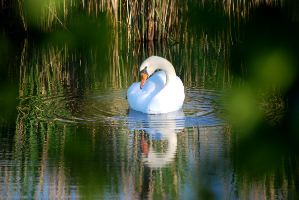 Bird Reflection Water Water Bird
