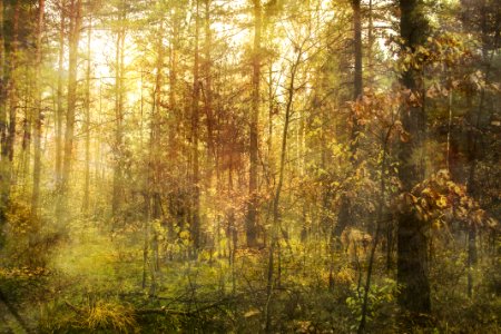 Woodland Ecosystem Forest Temperate Broadleaf And Mixed Forest