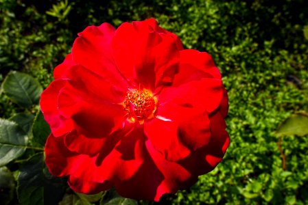 Flower Rose Rose Family Red