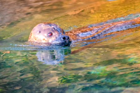 Water Harbor Seal Wildlife Organism photo