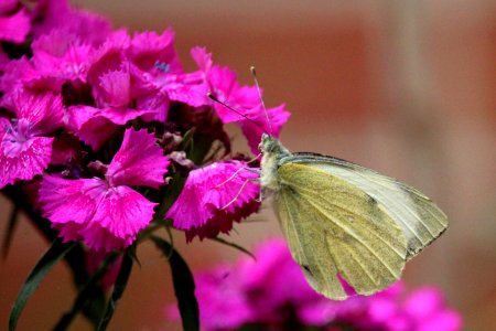 Butterfly Moths And Butterflies Insect Pink photo