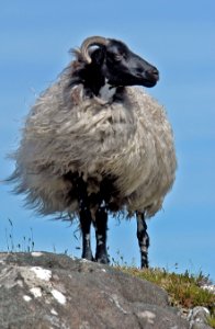 Argali Fauna Sheep Horn