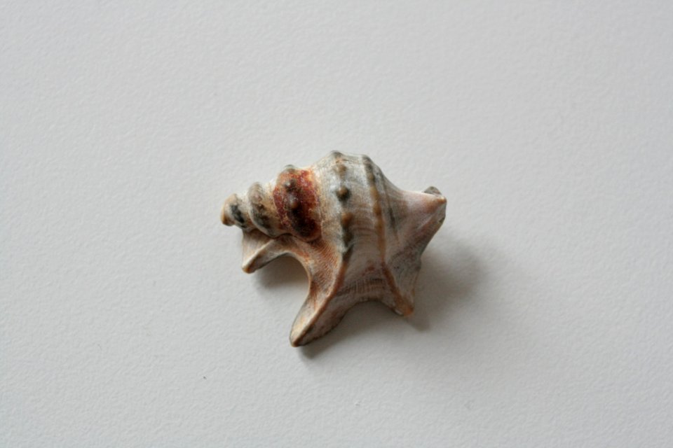 Shankha Conch Seashell Fauna