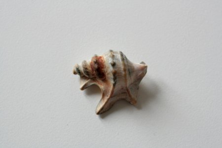 Shankha Conch Seashell Fauna